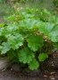 Darmera_peltata__4a7b1f7590a10.jpg