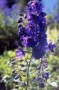 Delphinium__Blac_4a7b1f5b20593.jpg