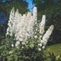 Delphinium__Gala_4a7b1f432c13a.jpg