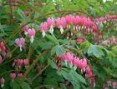 Dicentra_spectab_4a7b1eb869973.jpg