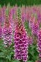 Digitalis_purpur_4a7b1e6e262b2.jpg