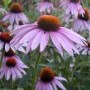 Echinacea_purpur_4a7b1dffcd323.jpg