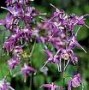 Epimedium_g.__Li_4a7b1dac61b4c.jpg