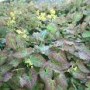 Epimedium_p.__Fr_4a7eb232b43d2.jpg