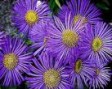 Erigeron__Dunkel_4a7eb255a87f0.jpg