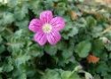 Erodium__Roseum__4a7eb26e85603.jpg