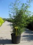 Fargesia_robusta_48b1577c41448.jpg