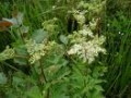 Filipendula__Kah_4a7eb2e85e43f.jpg