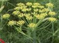 Foeniculum_vulga_4a7eb3082a843.jpg