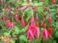 Fuchsia__Riccart_4a7eb340d088b.jpg