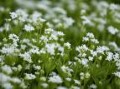 Galium_odoratum_4a7eb6a497c2e.jpg