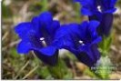 Gentiana_acaulis_4a7eb679d3711.jpg