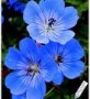 Geranium__Rosann_4a7eb5e55b46e.jpg