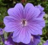 Geranium_magnifi_4a7eb560ed117.jpg