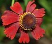 Helenium__Moerhe_4a7ec2a4f0ee3.jpg