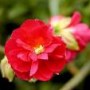 Helianthemum__Ce_4a7ec2d26f0e3.jpg