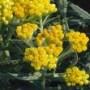 Helichrysum__Sch_4a7ec319cfece.jpg