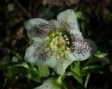 Helleborus_orien_4a7ec424dc83c.jpg