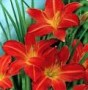 Hemerocallis__Sa_4a7ec456305b7.jpg