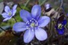 Hepatica_nobilis_4a7ec4a0284b5.jpg