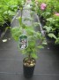 Hibiscus_s.__Ham_49579697413dd.jpg