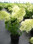 Hydrangea_pan.___48b4414402353.jpg