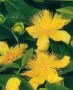 Hypericum_calyci_4a7ecf560910d.jpg