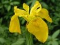 Iris_pseudocorus_4a7ed04d2d16d.jpg