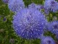 Jasione_l.__Blau_4a7ed0995a6c8.jpg