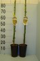 Jasminum_nudiflo_48b178f00f8fd.jpg