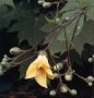 Kirengeshoma_pal_4a7ed0c713f9c.jpg