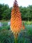 Kniphofia__Alcaz_4a7ed11912e3c.jpg