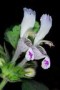 Lamium_garganicu_4a7ed16ccf757.jpg