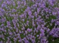 Lavandula_a.__Mu_4a7ed46076742.jpg