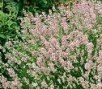 Lavandula_a.__Ro_4a7ed482cf546.jpg