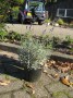 Lavandula_ang.___4959f0d265c5d.jpg