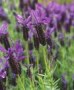 Lavandula_stoech_4a7ed4bcb412e.jpg