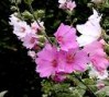 Lavatera__Barnsl_4a7ed4491bb17.jpg