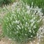 Lavendula_a.__Ed_4a82cea3579c8.jpg