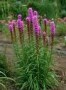 Liatris_spicata__4a82cf3cebdeb.jpg