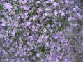 Limonium_latifol_4a82cf683f1aa.jpg