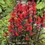 Lobelia_f.__Quee_4a82cfbfb839c.jpg