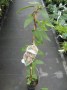Lonicera__Henryi_4944fb0083cd9.jpg