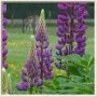 Lupinus__Blauw___4a8545eb5fedb.jpg