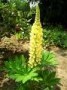 Lupinus__Geel____4a8545fb0f715.jpg