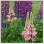 Lupinus__Rose____4a85461b1ff77.jpg