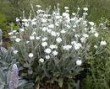 Lychnis_coronari_4a854658ea98a.jpg