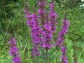 Lythrum_salicari_4a85467ca5c9c.jpg
