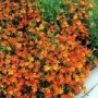 Mimulus__Orange__4a8546f75e90d.jpg