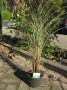 Miscanthus_s.__M_4959f56bb9055.jpg